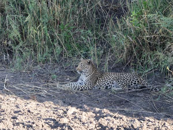 Leopard (Panthera pardus)